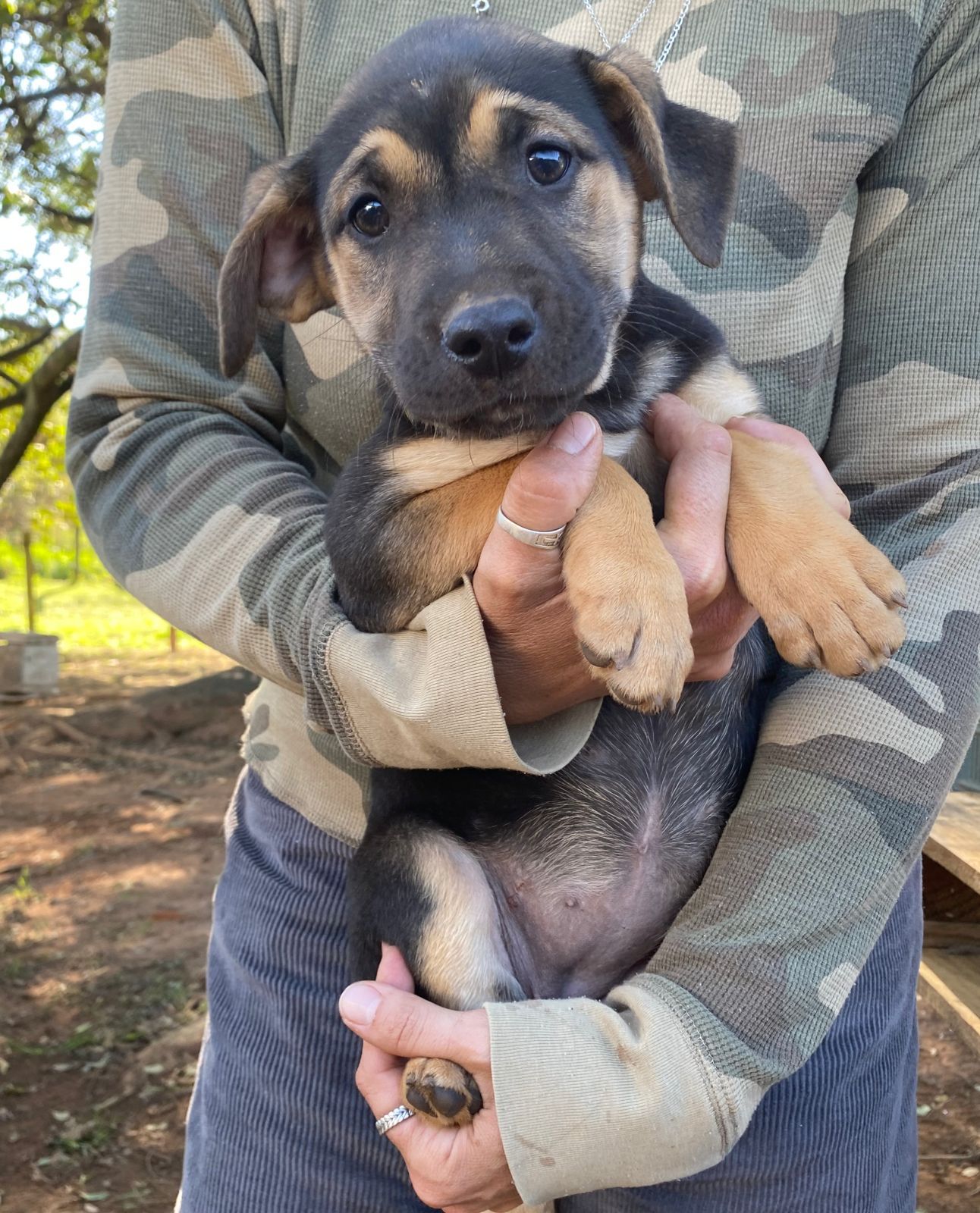 Feirinha de Adoção ocorre neste sábado na praça do Carmo