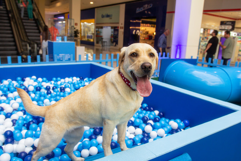 Iguatemi Esplanada recebe a 5ª edição do Pet Day