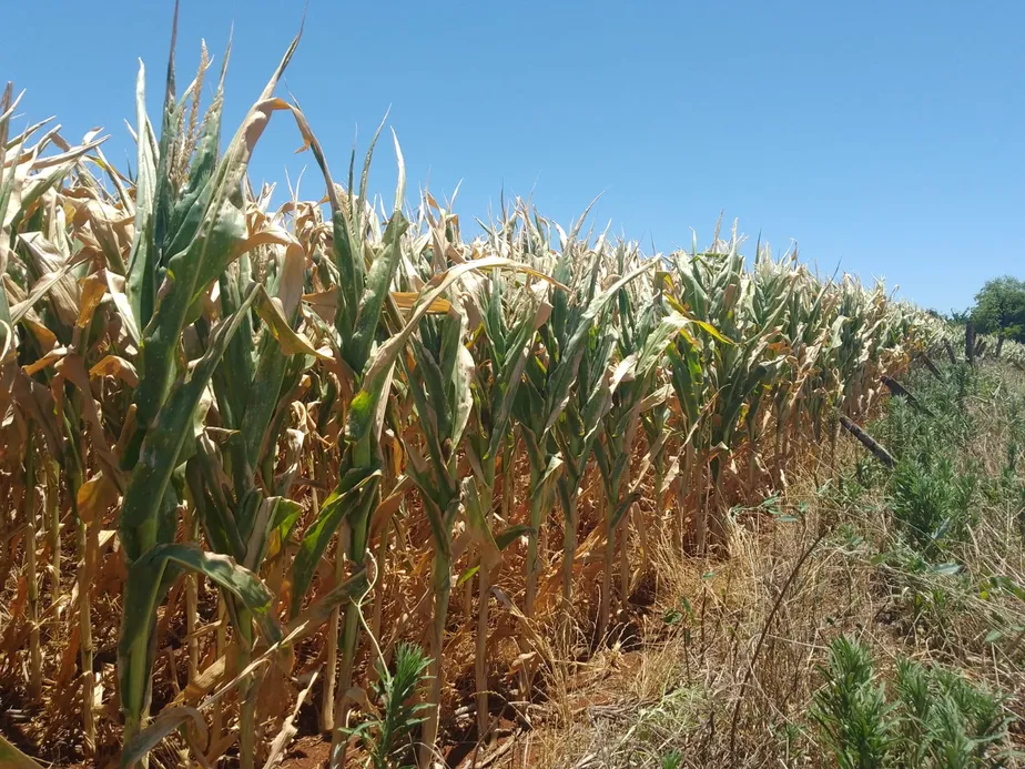 Ondas recentes de calor e a falta de chuva no momento do plantio provocam prejuízos no campo