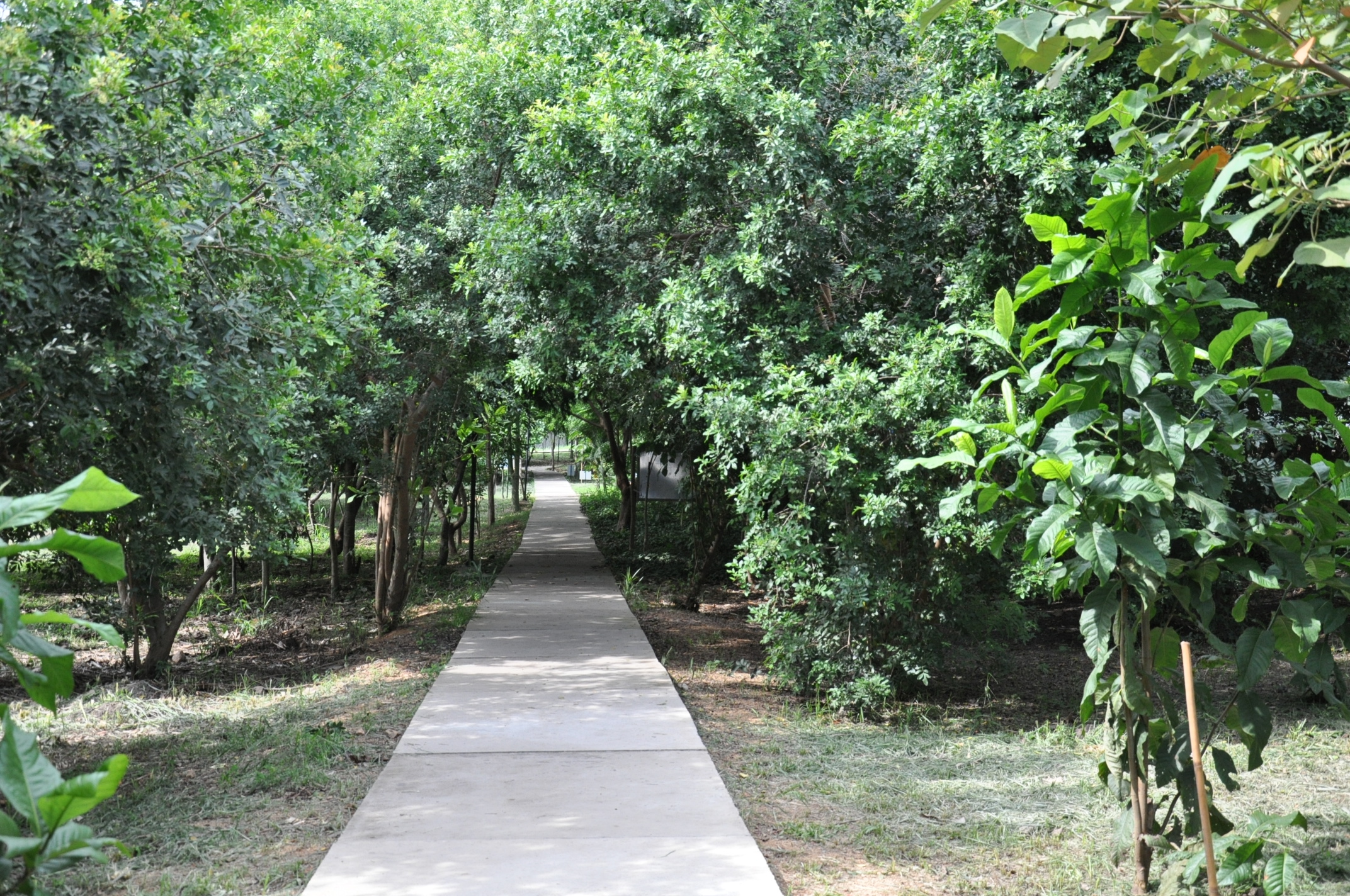 Programação do Mês do Meio Ambiente em Itu inclui exposições e palestras