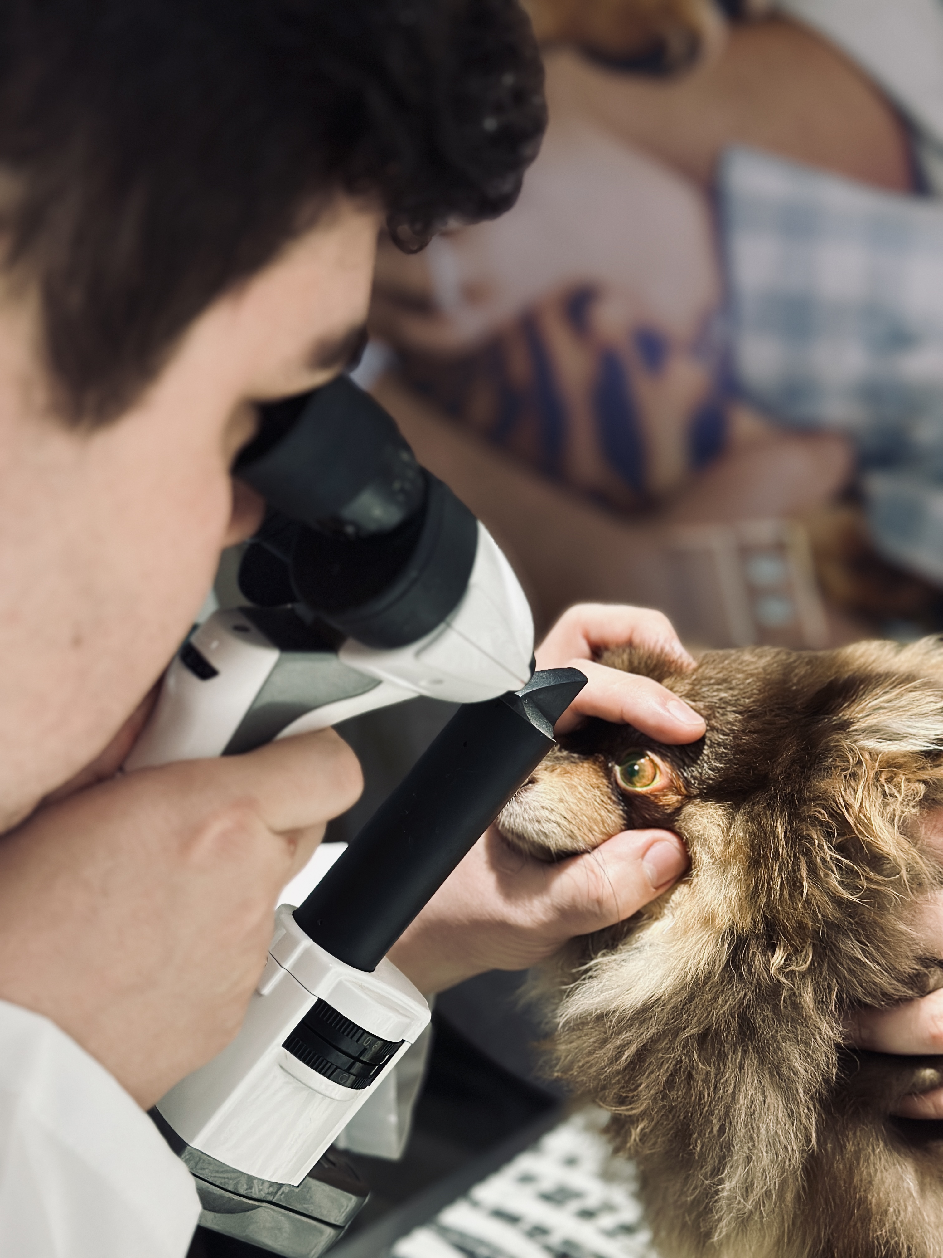 Inverno agrava o olho seco em cães; saiba como prevenir