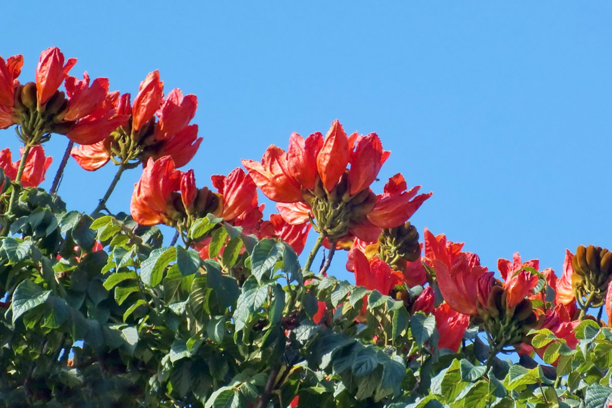 Secretaria de Meio Ambiente alerta para espécie de árvore invasora