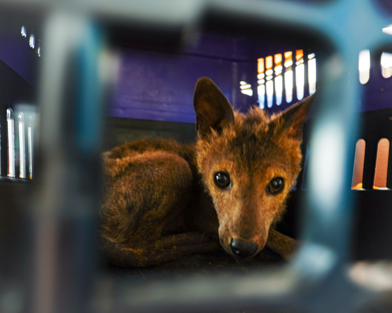 Dia Nacional da Defesa da Fauna reforça a importância do resgate e manejo de animais em Itu