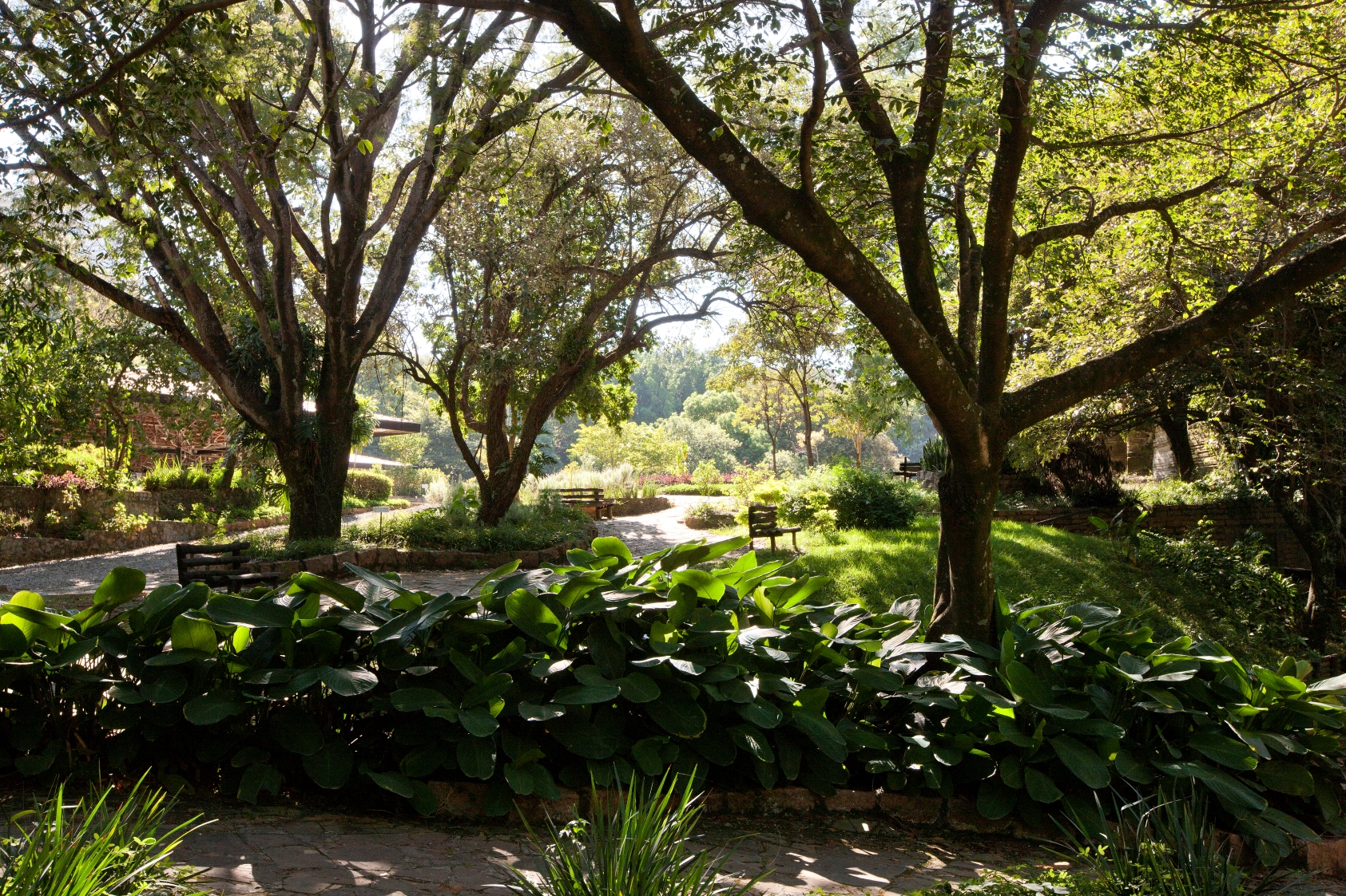 Yoga Livre terá edição especial no Parque do Varvito em comemoração ao Dia da Árvore