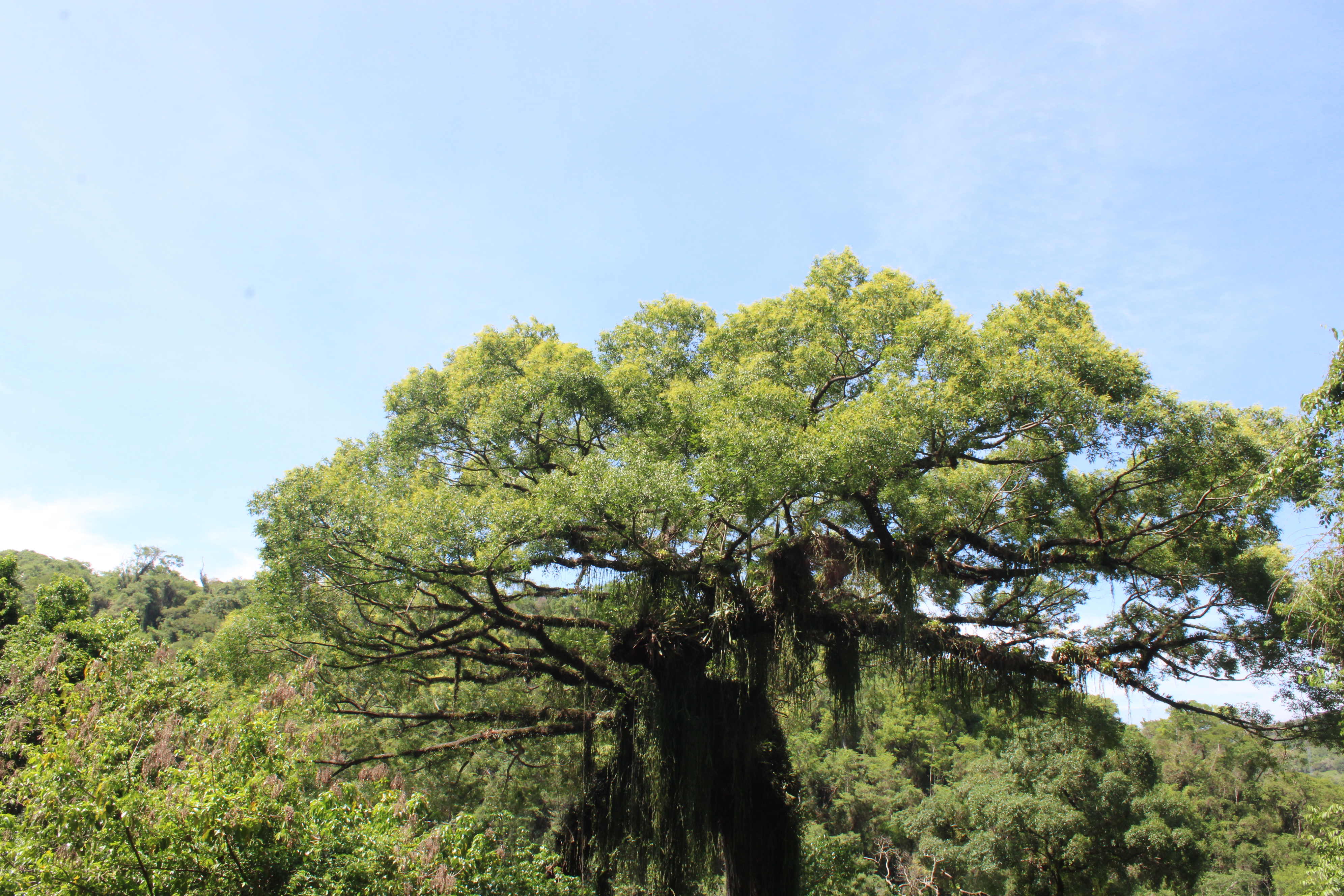Semana da Árvore em Itu terá programação especial com ações educativas e plantio de árvores