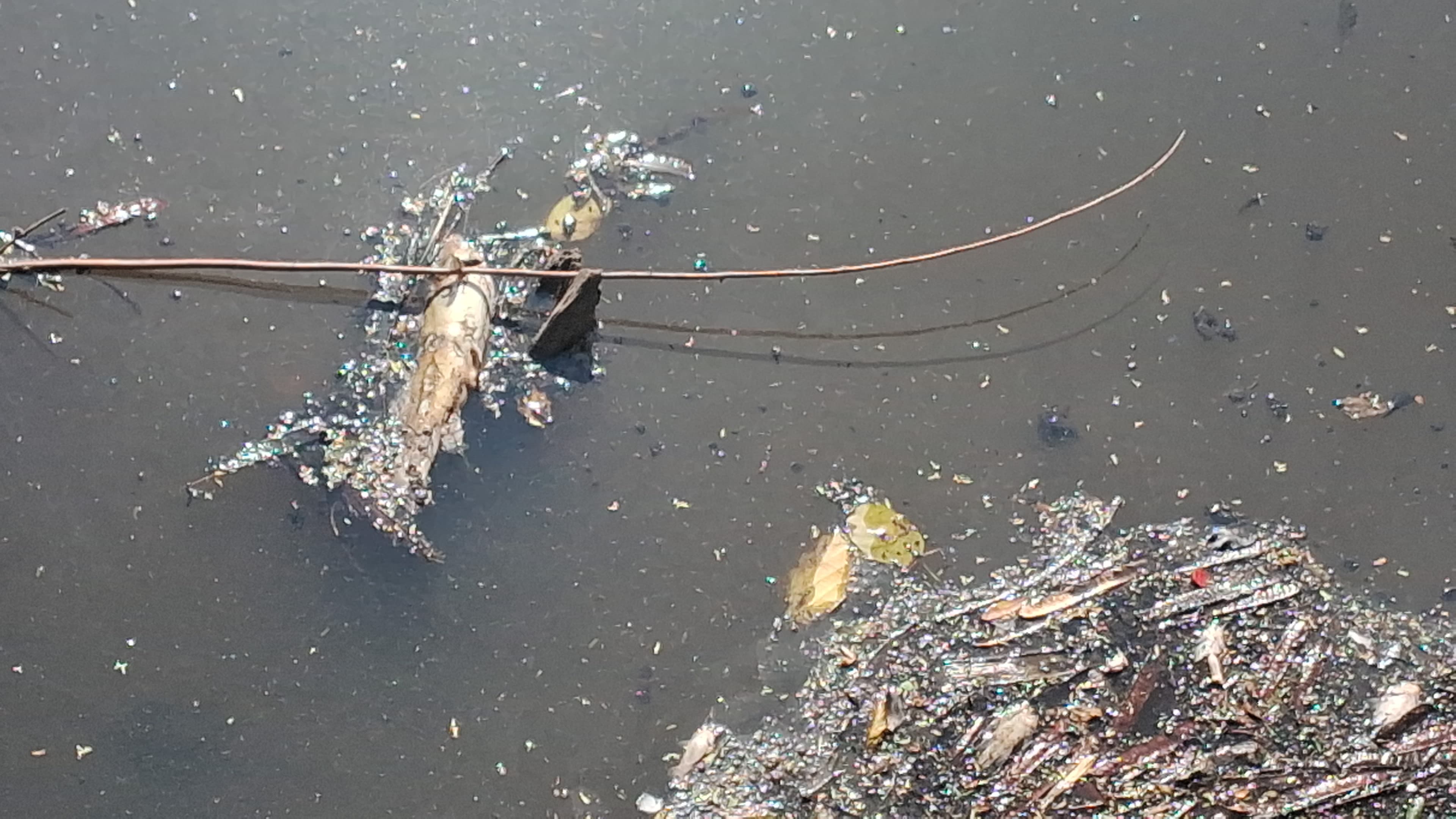 Peixes e aves aparecem mortos no Rio Jundiaí, em Salto; investigação ambiental é acionada