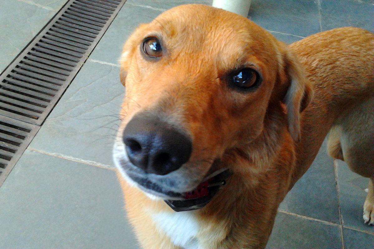 Itu recebe 400 castrações por programa estadual de controle animal