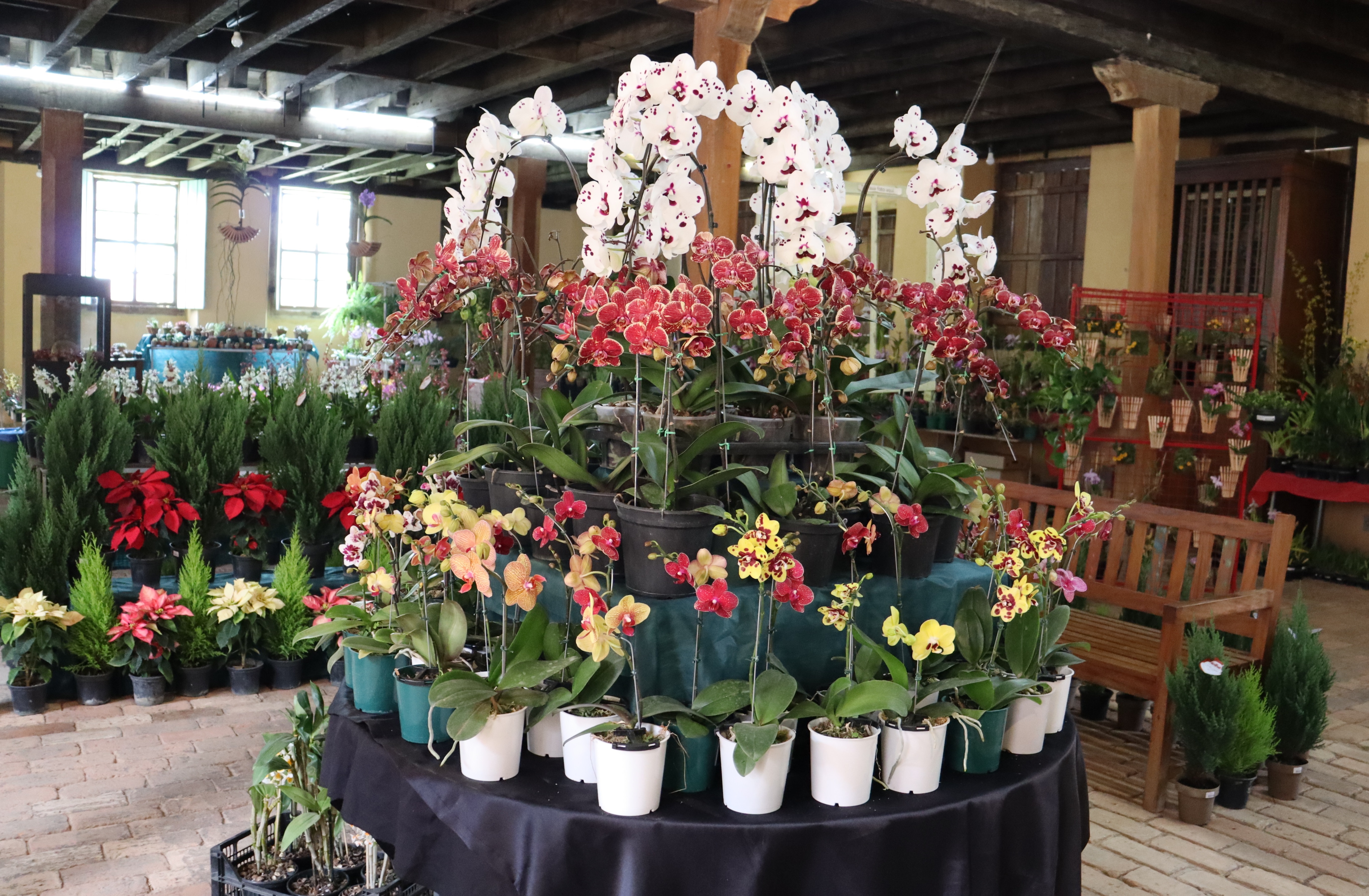 Itu sedia Feira de Orquídeas e Exposição de Presépios neste fim de semana