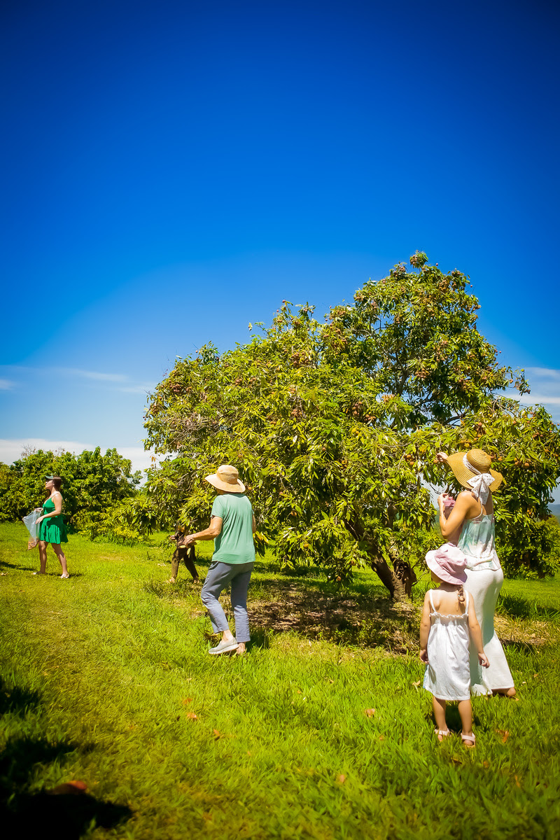 Temporada de colheita de lichias no Parque Maeda entra na reta final em Itu