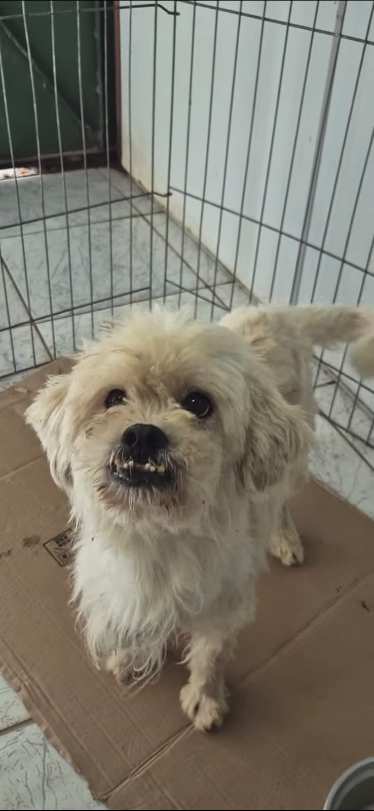 Evento de adoção de cães do Canil Municipal de Sorocaba acontecerá no Carrefour Sônia Maria nesta segunda-feira (8)