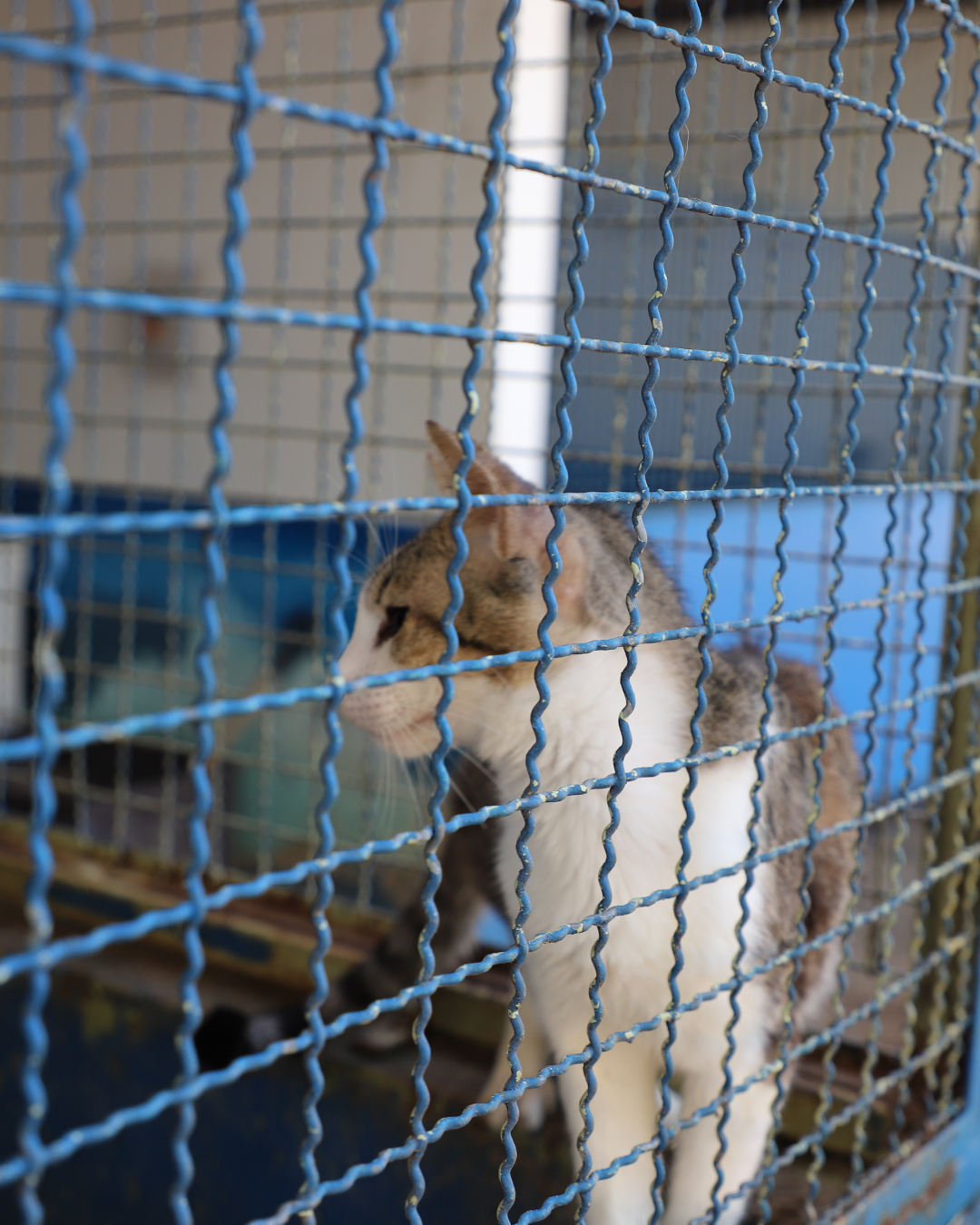 Centro de Controle de Zoonoses de Itu passará por reforma